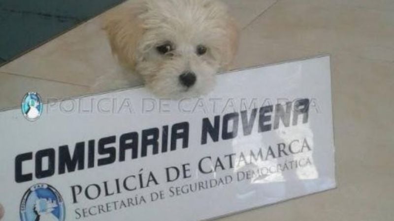 Policías recuperan perro de raza robado