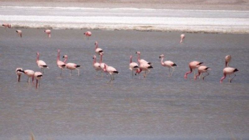 Desmienten que mortalidad de flamencos sea por la actividad minera