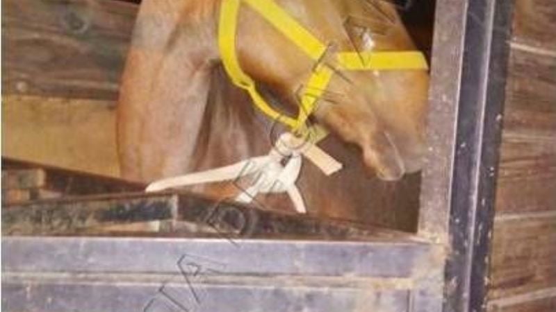 Secuestran un caballo que era trasladado en una camioneta