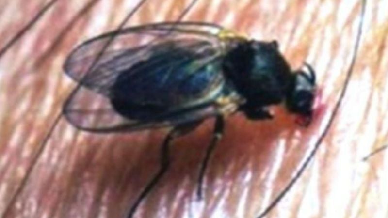 Una mosca mordedora, casi invisible, que trastorna a los turistas