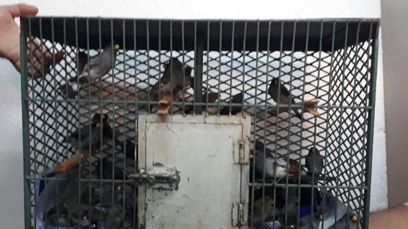 Secuestran 65 aves canoras
