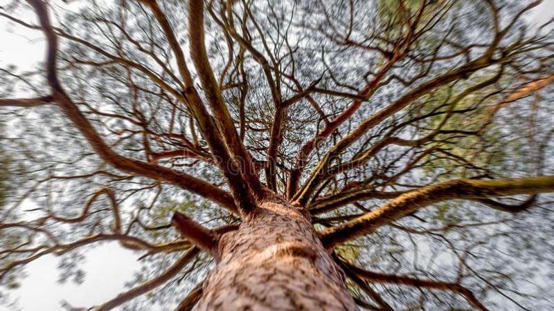 Estuvo por más de una hora colgado de un pino