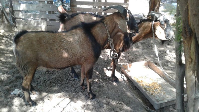Agronomía de Zona: continúa la siembra en el interior de La Paz