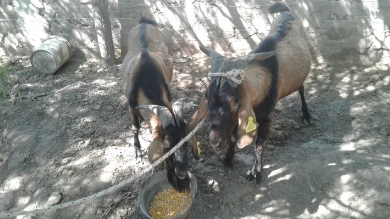 Agronomía de Zona: continúa la siembra en el interior de La Paz