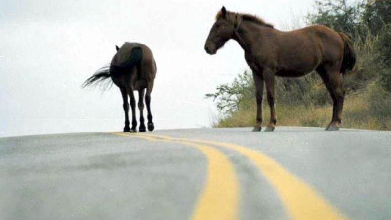 Secuestran animales sueltos en Paclín y en la Capital