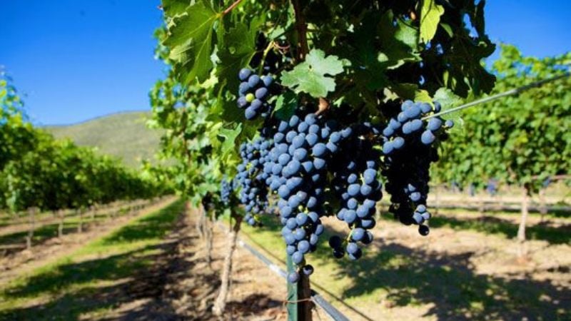 Provincias vitícolas se reúnen esta semana