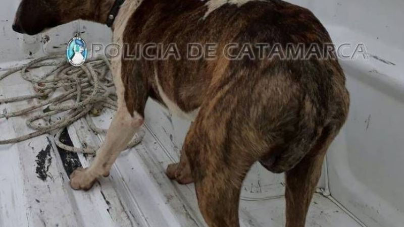Recuperan un perro de raza robado