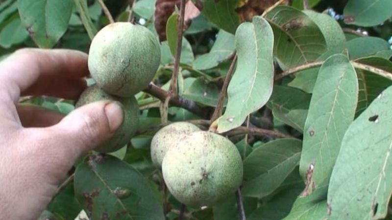 Cayeron las exportaciones de las economías regionales