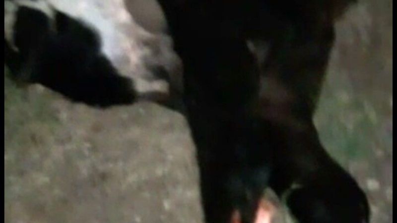 Concejal se accidentó al chocar contra un animal vacuno