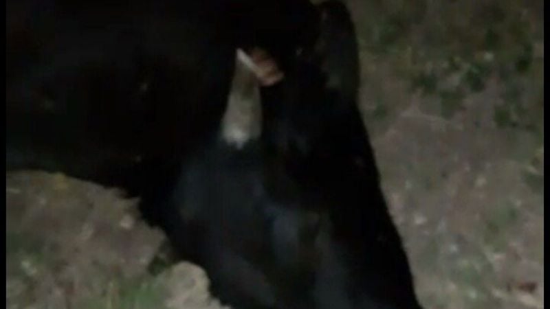 Concejal se accidentó al chocar contra un animal vacuno