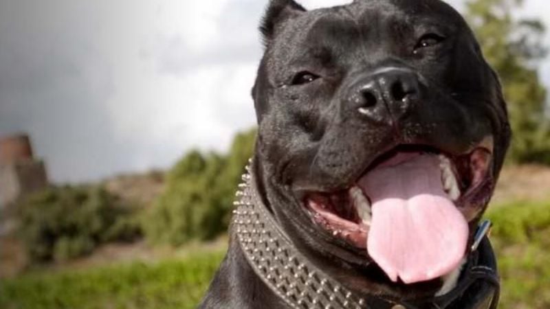 Un Pitbull mordió a menor y un adulto en Recreo