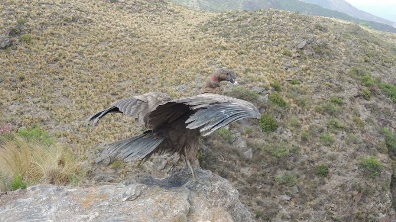 Liberan un cóndor andino