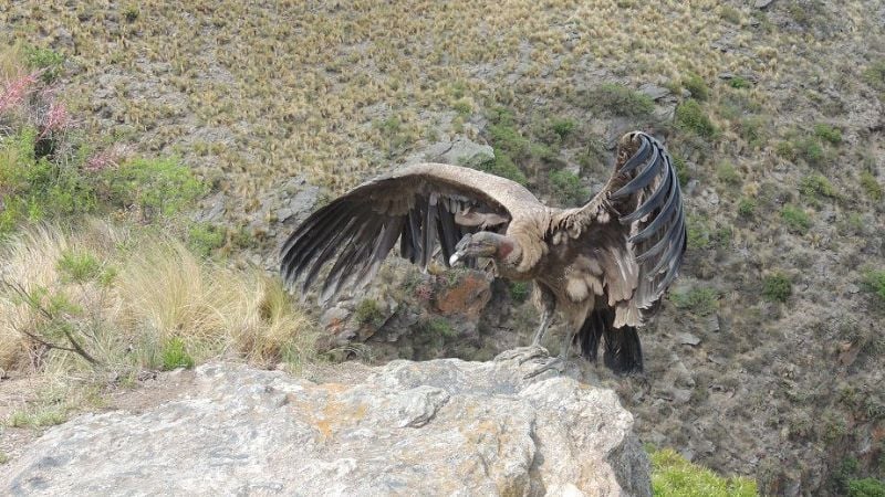 Liberan un cóndor andino