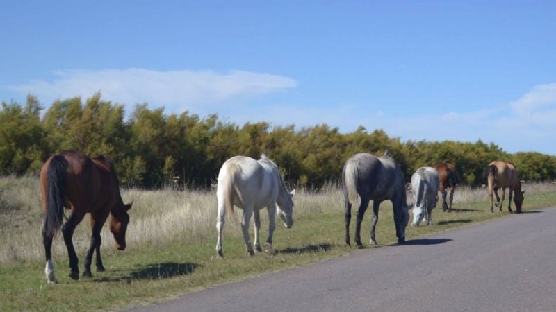 Secuestran seis animales sueltos en plena ruta 38