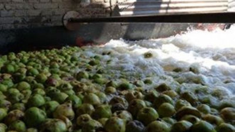 Productores andalgalenses piden por la procesadora de membrillo