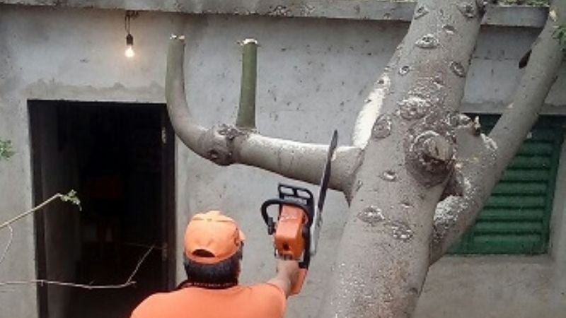 Se cayó un árbol sobre una casa