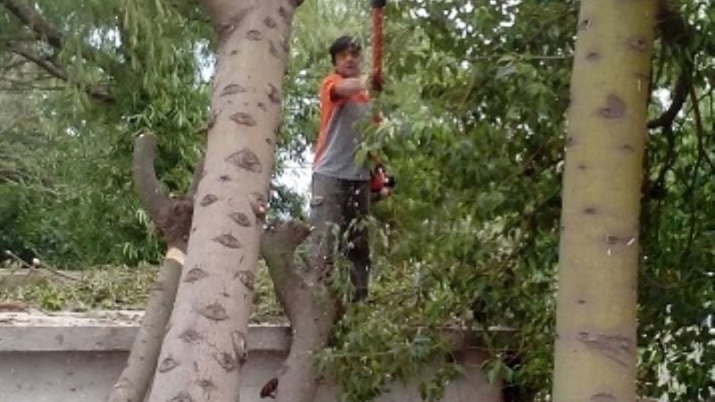 Se cayó un árbol sobre una casa