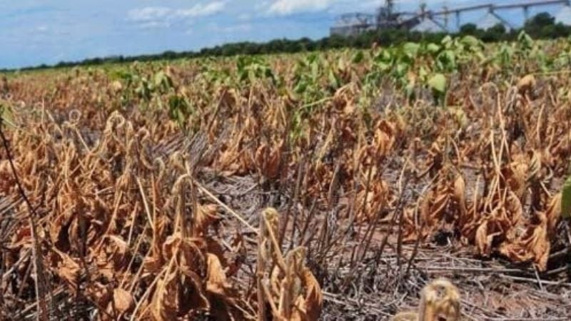 La sequía se intensificará y pone en jaque la cosecha de soja