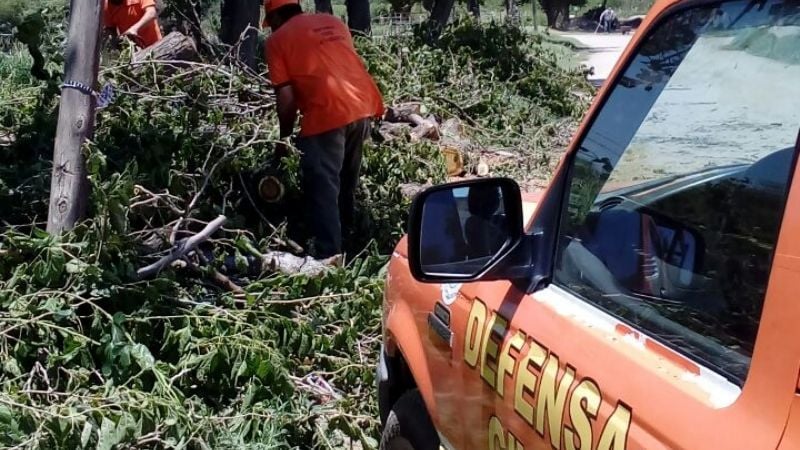 Se cayó un árbol de gran porte en Polcos