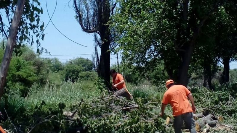 Se cayó un árbol de gran porte en Polcos