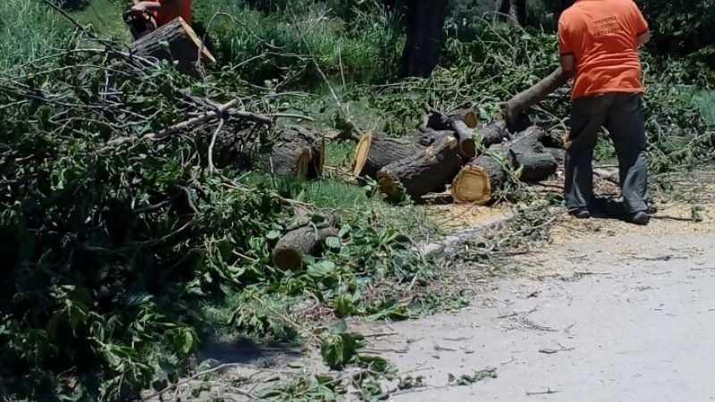 Se cayó un árbol de gran porte en Polcos
