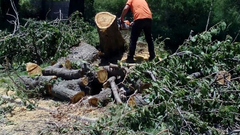 Se cayó un árbol de gran porte en Polcos