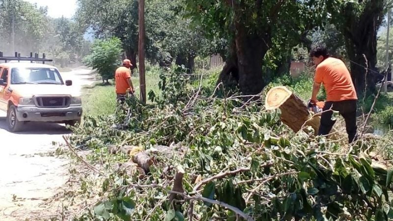 Se cayó un árbol de gran porte en Polcos