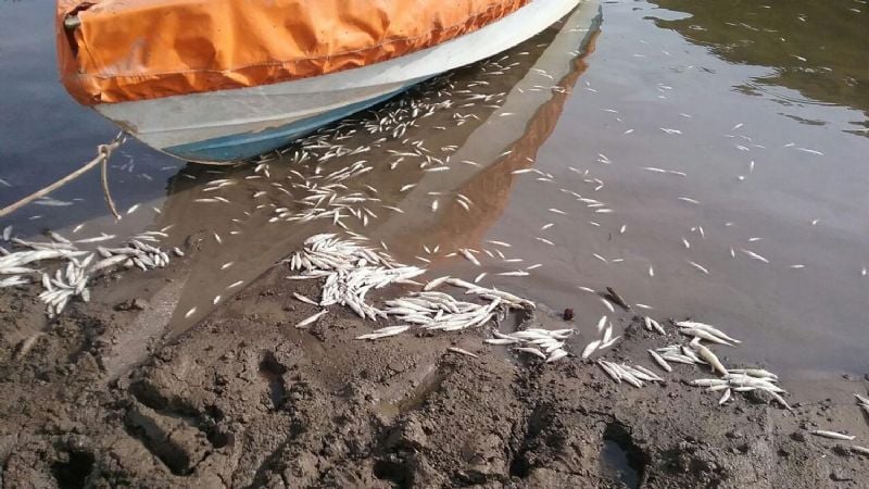 Aparecieron miles de peces muertos en el dique Escaba