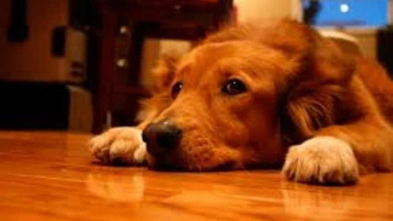 Consejos para cuidar a tus mascotas de la pirotecnia durante las fiestas