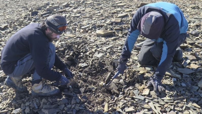 Descubrieron un plesiosaurio de 150 millones de años en la Antártida