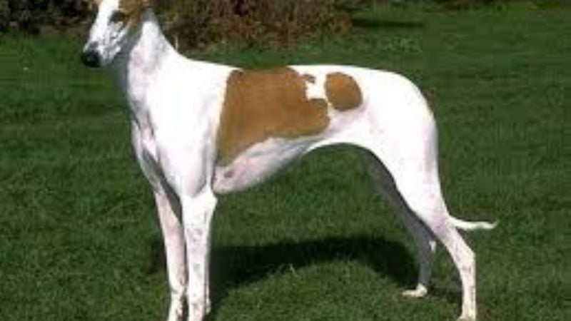 Niño fue mordido por un perro en la cara