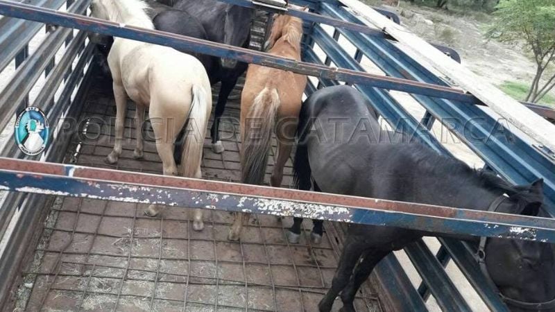 Secuestran animales sueltos en Valle Viejo