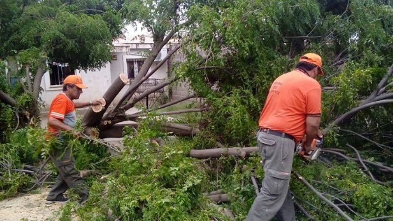 Defensa Civil rescató a un gato atrapado en un árbol