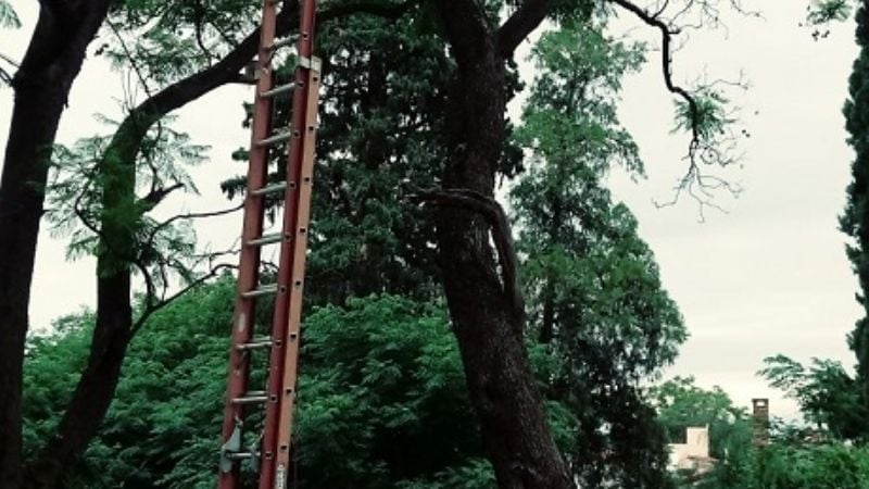 Defensa Civil rescató a un gato atrapado en un árbol