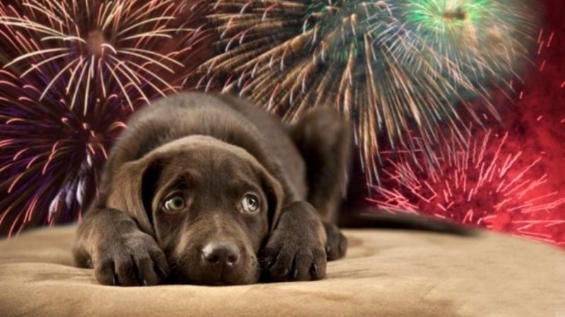 ¿Cómo afecta la pirotecnia a las mascotas durante las fiestas?