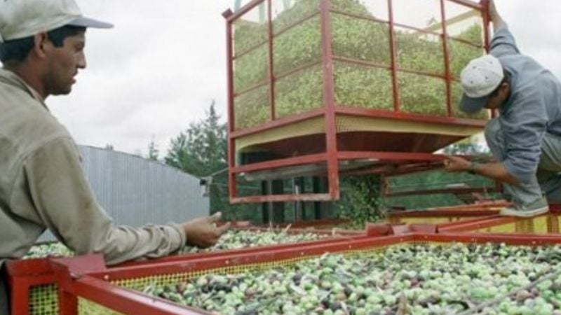 Una decena de despidos en empresas olivícolas