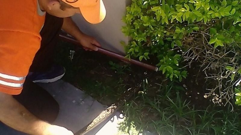 Capturan una lampalagua en una vivienda