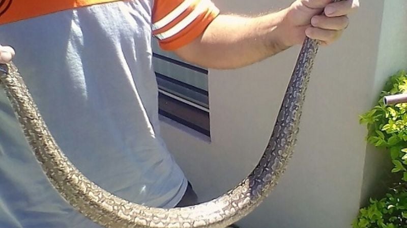 Capturan una lampalagua en una vivienda