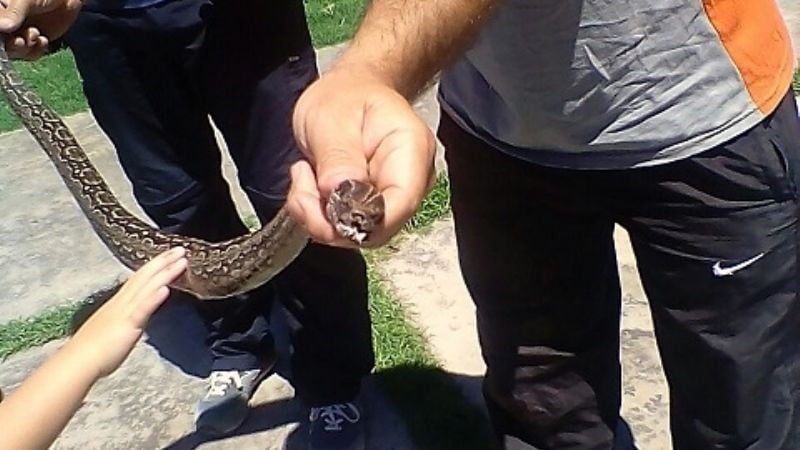 Capturan una lampalagua en una vivienda
