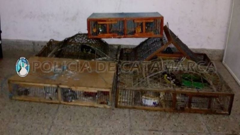 Secuestran aves canoras en el puesto caminero El Portezuelo