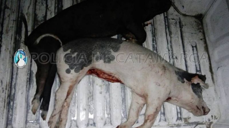 Secuestran cerdos faenados en Ancasti