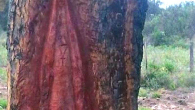 Peregrino talló la imagen de la Virgen del Valle en un árbol