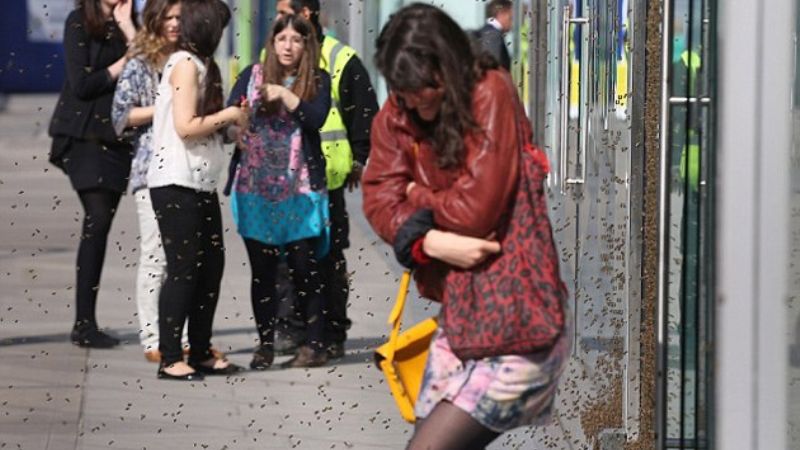 Peregrinas fueron atacadas por un enjambre de abejas