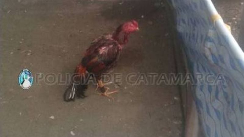 Arrestado por utilizar su casa para riñas de gallos