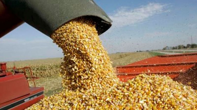 El 46% de las exportaciones argentinas son granos, harinas, aceites y subproductos