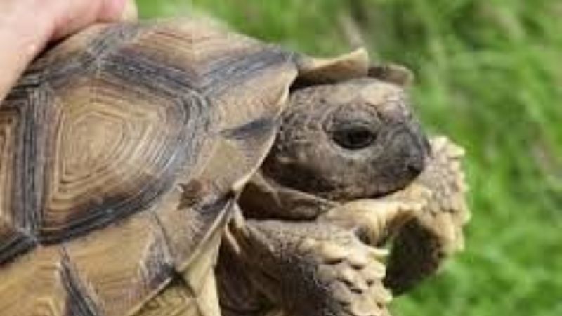 Venta ilegal de tortugas terrestres