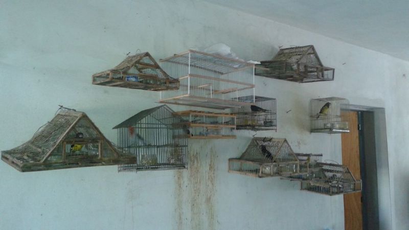 Prohíben la caza, venta y tenencia de animales silvestres