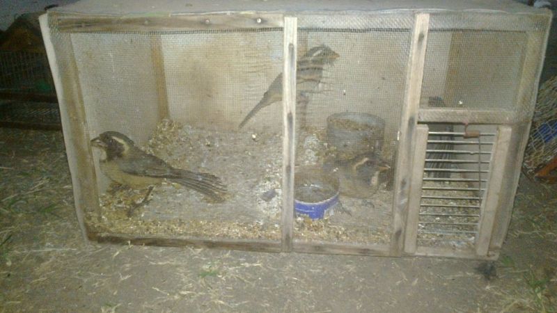 Prohíben la caza, venta y tenencia de animales silvestres