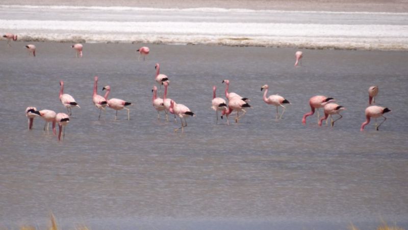 No registró mortandad de flamencos
