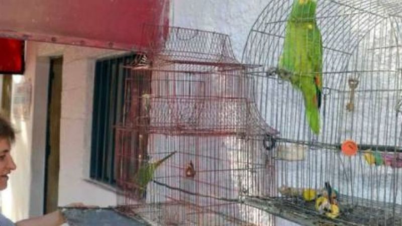 Recomendaciones para evitar casos de psitacosis